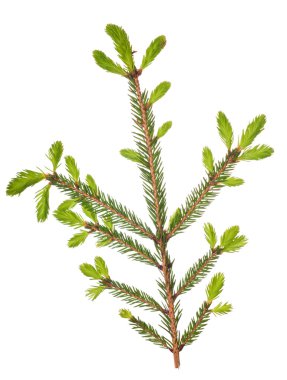 beyaz izole küçük yeşil çam dalı