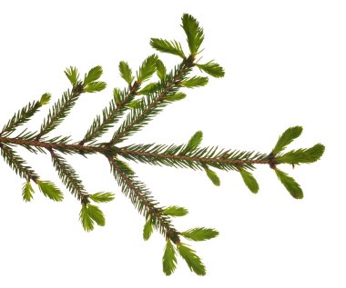 Tek yeşil çam izole Şubesi