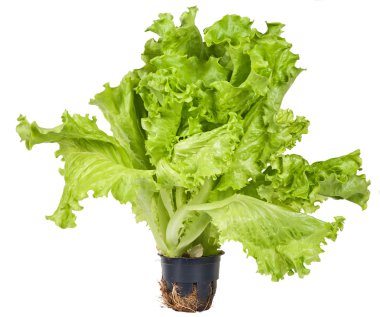 beyaz zemin üzerine yeşil salata