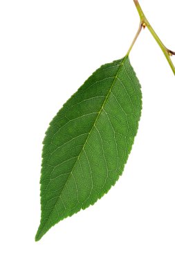 tek yaprak üzerinde beyaz izole kiraz ağacı