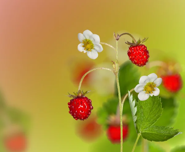 Morangos vermelhos com folhas e flores verdes — Fotografia de Stock
