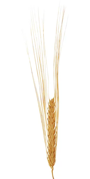 Single ear of barley isolated on white — Stock Photo, Image