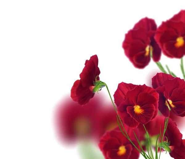 孤立在白色的许多红色三色紫罗兰花 — 图库照片