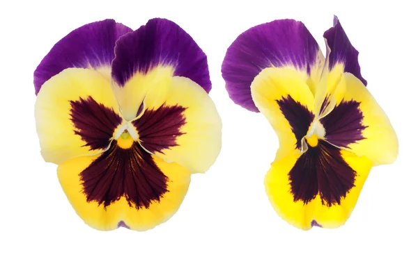 Duas flores pansy isoladas no branco — Fotografia de Stock