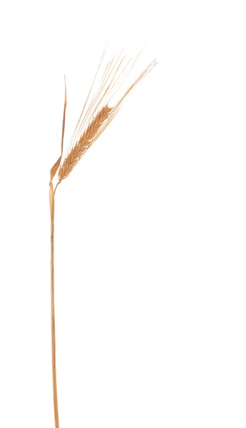 Una sola oreja seca de cebada sobre blanco —  Fotos de Stock