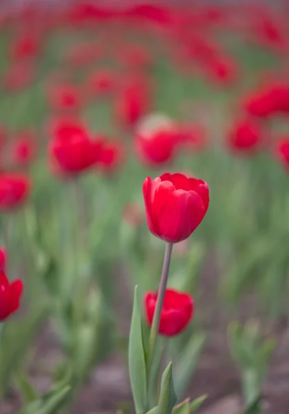 Red tulip on field — Stock Photo, Image