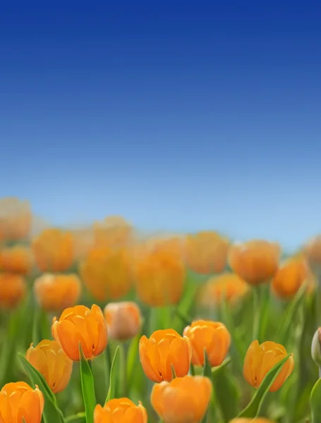 Orangene Tulpen im Gras unter blauem Himmel — Stockfoto