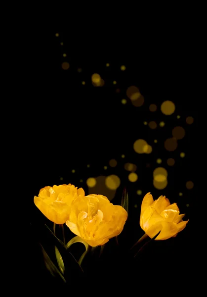 Tres tulipanes amarillos en negro —  Fotos de Stock