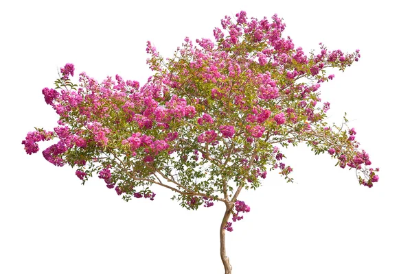 Árbol de flor rosa aislado en blanco — Stok fotoğraf