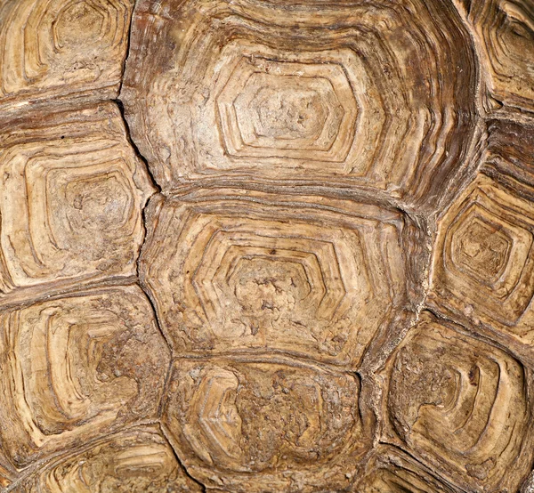 brown turtle shell background