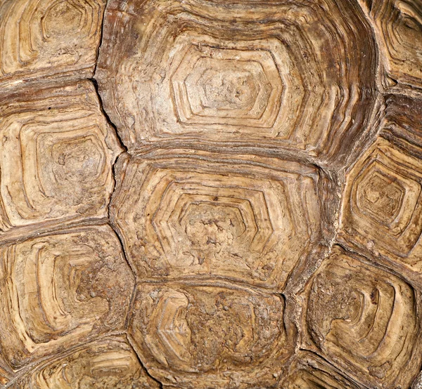 Turtle Shell (Seamless texture) — Stock Photo © lucato #19579863