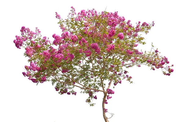 隔离白底粉红树开花 — 图库照片