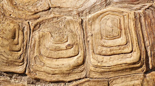 Παλαιόν Ιστορικόν κέλυφος χελώνας — Φωτογραφία Αρχείου
