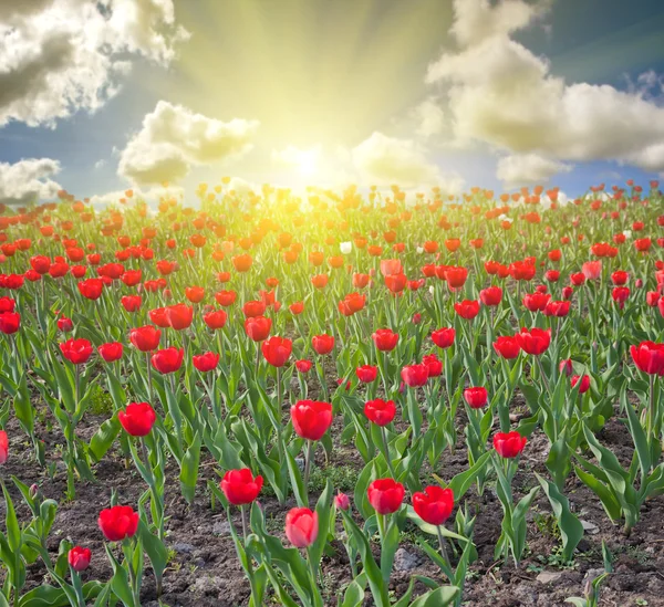 Červený Tulipán pole při západu slunce — Stock fotografie