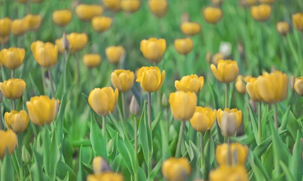 Yellow and green tulip background — Stock Photo, Image