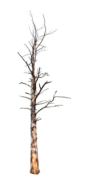 Mrtvý strom izolované na bílém — Stock fotografie