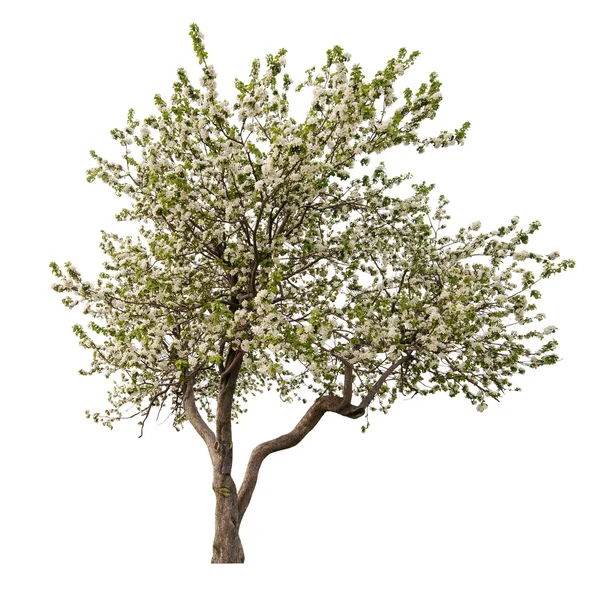 Vereinzelt blühender heller Apfelbaum — Stockfoto