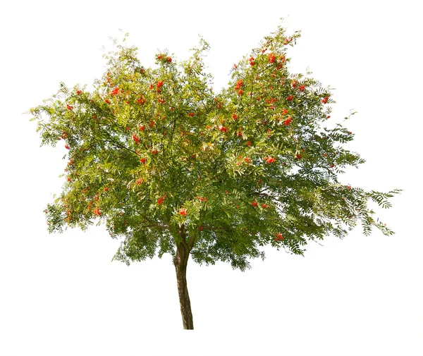 Rowan boom met bessen geïsoleerd op wit — Stockfoto