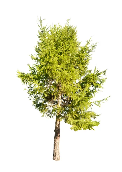 Groene geïsoleerde lariks boom — Stockfoto