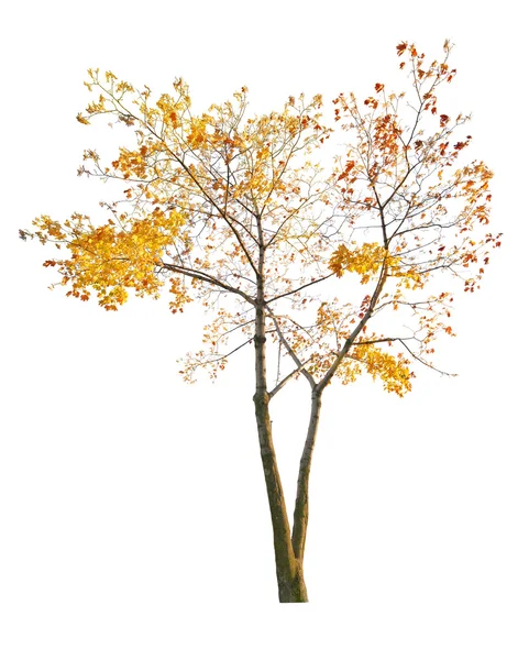 Last leaves on autumn maple tree — Stock Photo, Image