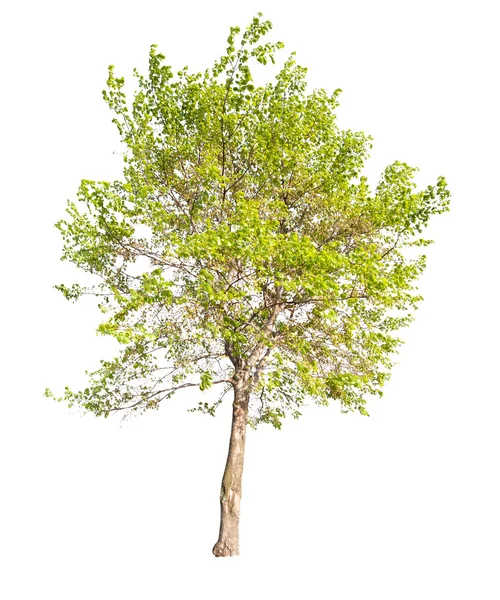 Isolated on white green spring tree — Stock Photo, Image
