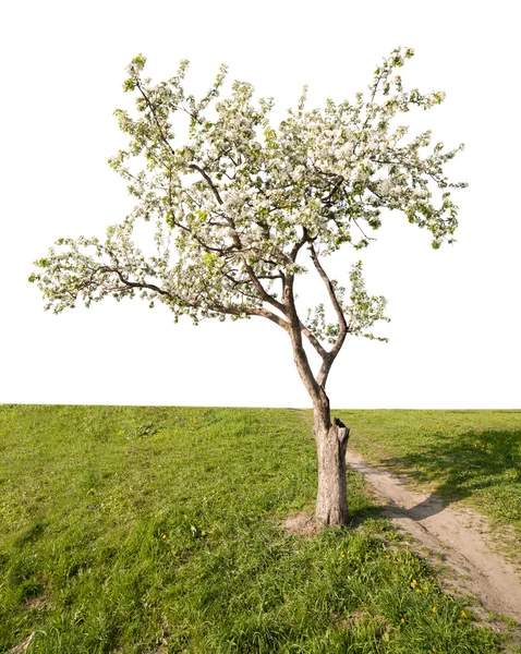 Macieira florescendo árvore e grama verde — Fotografia de Stock