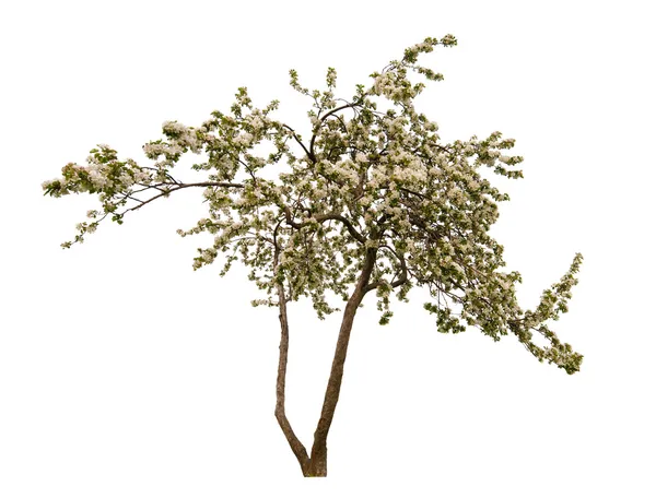 Isolerad på vita blommande ljus äppelträd — Stockfoto