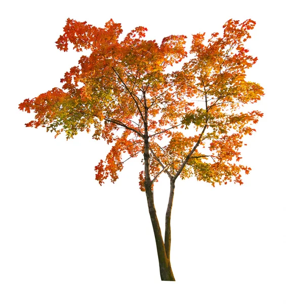 Rode herfst maple tree isoalted op wit — Stockfoto