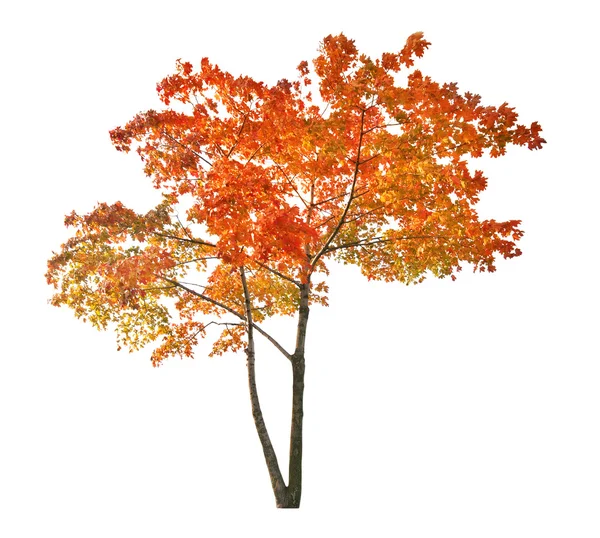 Červená, samostatný javor podzim — Stock fotografie