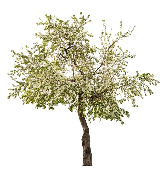 Enstaka vita blommande äppelträd — Stockfoto