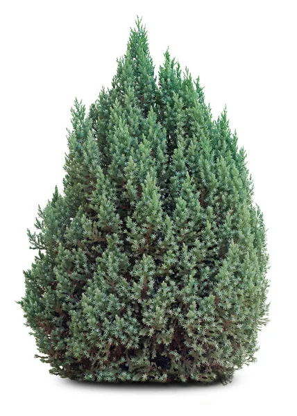 Small evergreen tree on white — Stock Photo, Image