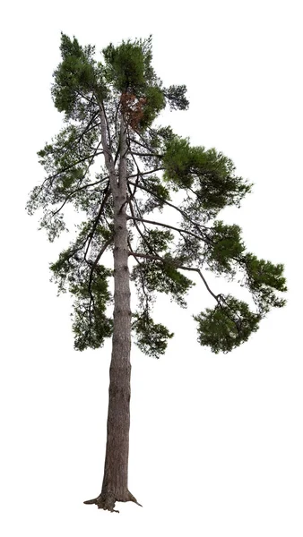 Donkere groene pijnboom geïsoleerd op wit — Stockfoto