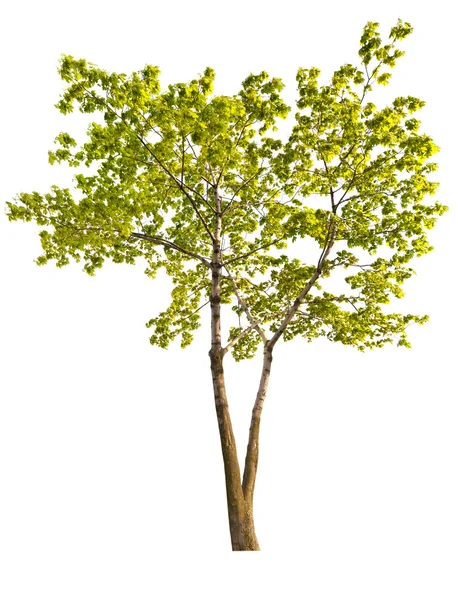Зелене кленове дерево ізольоване на білому — стокове фото