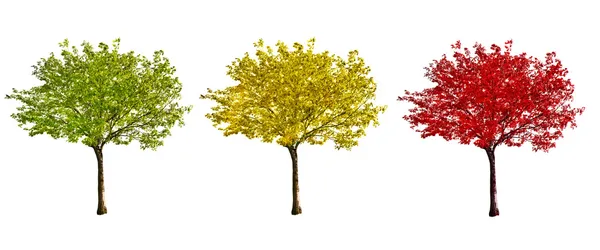 Три осінні дерева ізольовані на білому — стокове фото