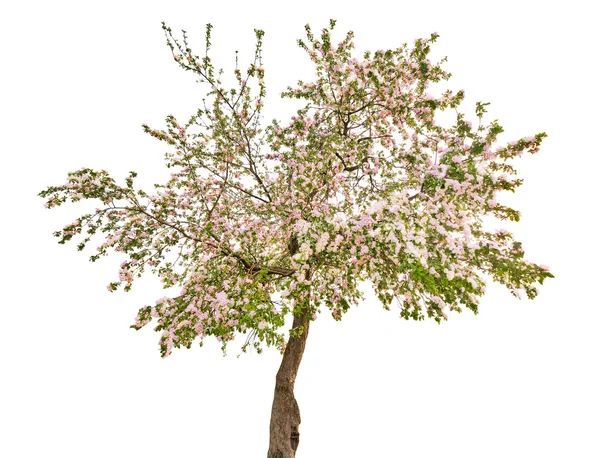 Beyaz çiçekli izole elma ağacı — Stok fotoğraf
