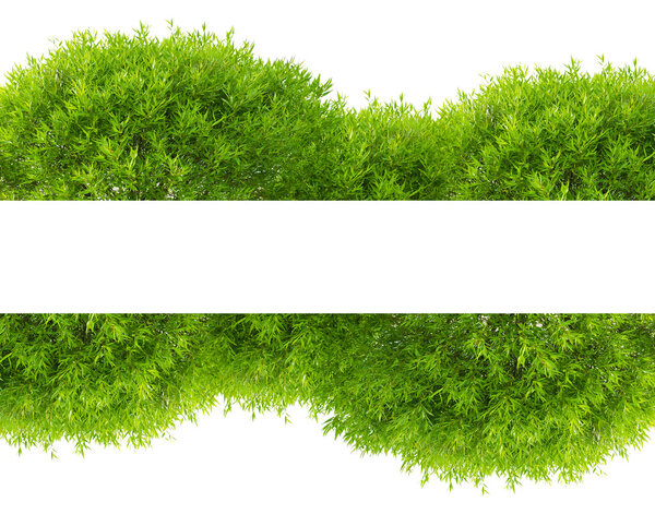 green tree foliage band isolated on white