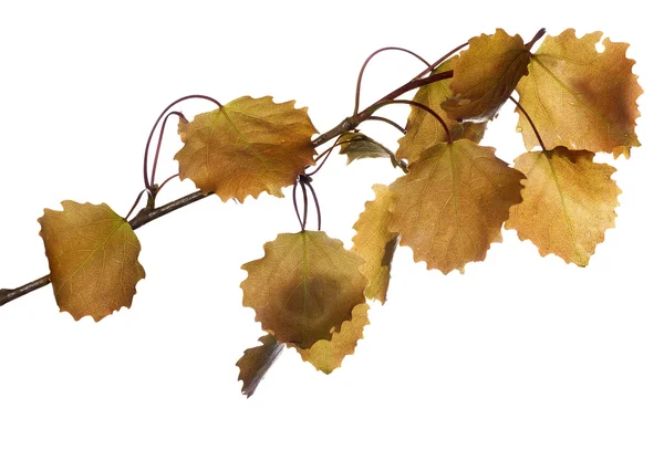 Frühling Espenbaum Zweig isoliert auf weiß — Stockfoto