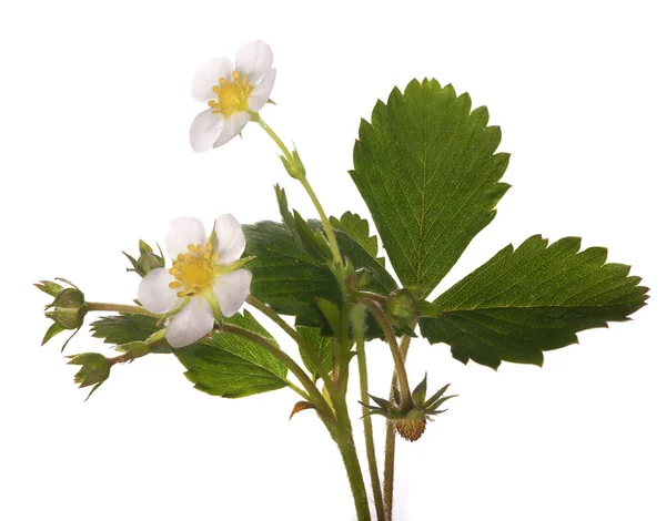 Isolerade strawberry växt med blommor — Stockfoto