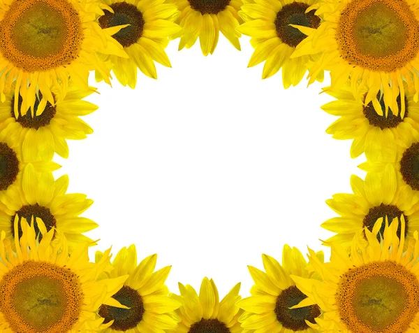 Sonnenblumenrahmen isoliert auf weiß — Stockfoto