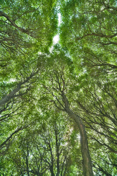 Gröna träd lövverk bakgrund — Stockfoto