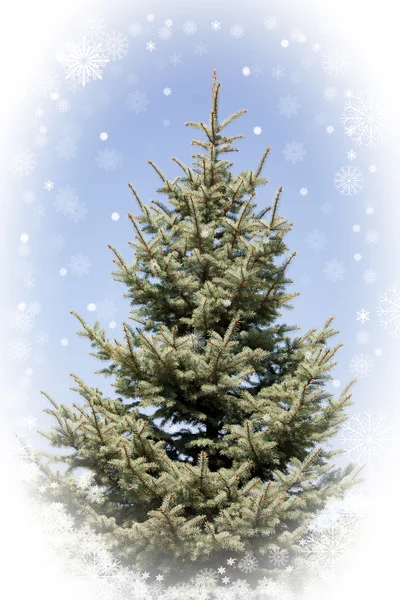 Sapin vert dans un cadre de flocon de neige blanc — Photo