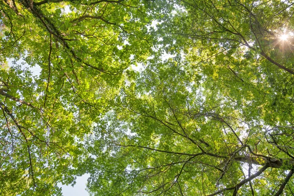 Fondo de follaje verde brillante verano — Foto de Stock