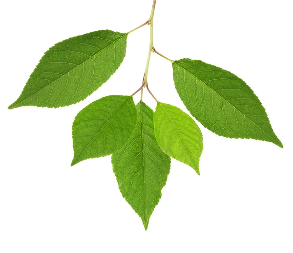 cherry tree green leaves isolated on white