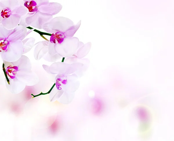 Lichte samenstelling met roze orchideeën — Stockfoto