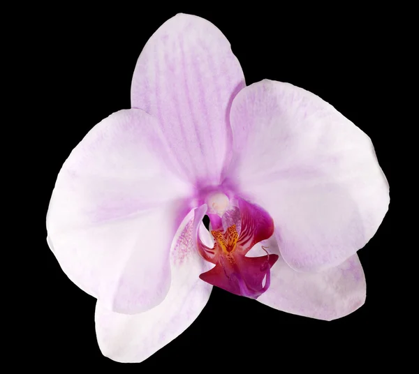 Único rosa claro isolado na orquídea preta — Fotografia de Stock