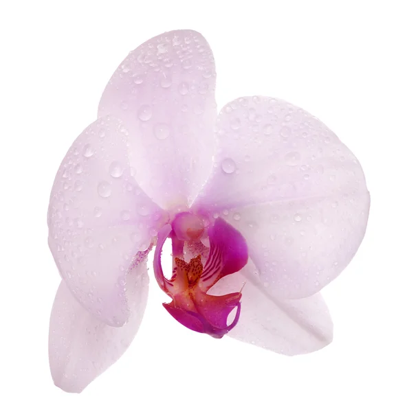 Seule fleur rose clair d'orchidée en gouttes — Photo