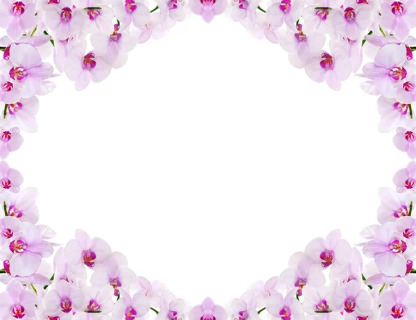 Rosa Orchideen Rahmen isoliert auf weiß — Stockfoto