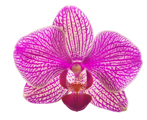 Weiße und rosa isolierte einzelne Orchideenblume — Stockfoto