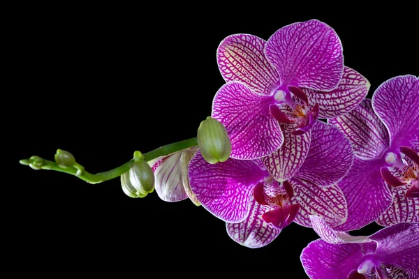 Fiori di orchidea bianca e rosa isolati su nero — Foto Stock