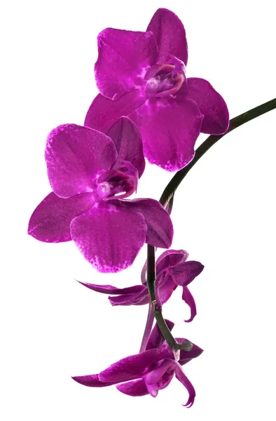 Isolated on white branch with four purple orchids — Stock Photo, Image